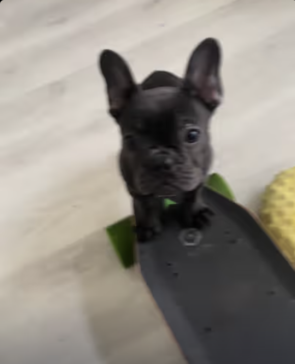 Frenchie skateboarding